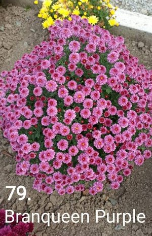 79 Branqueen Purple