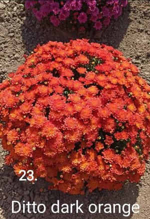 23 Ditto Dark Orange