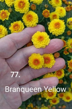 77 Branqueen Yellow