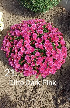 21 Ditto Dark Pink