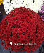 9 Sunbeam dark bronze