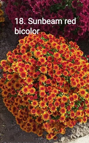 18 Sunbeam red bicolor
