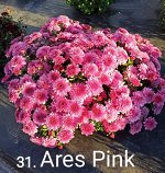31 Ares Pink