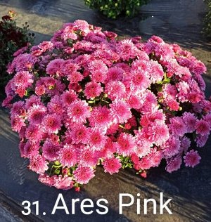 31 Ares Pink