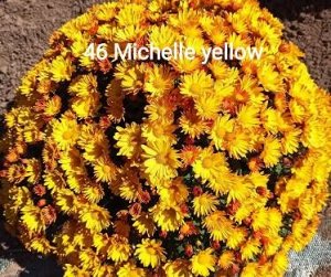 46 Michelle Yellow