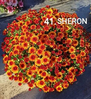41 Sheron Диаметр цветка 4-5см .  Срок цветения август -сентябрь .