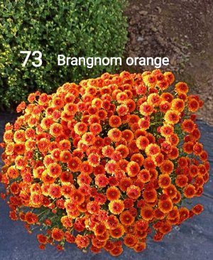 73 Brangnom orange