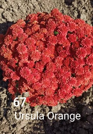 67 Ursula Orange