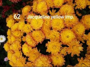 62 Jacqueline Yellow imp.