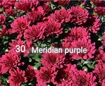 30 Meridian Purple