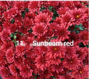 11 Sunbeam Red