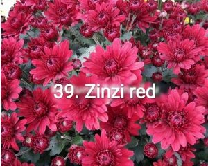 39 Zinzi Red