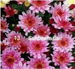 13 Sunbeam Flair