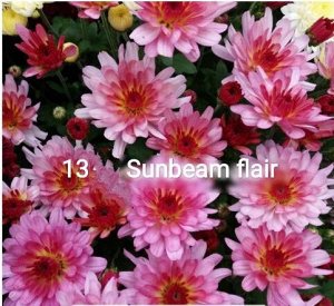 13 Sunbeam Flair