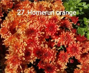 27 Homerun Orange