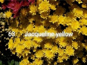 63 Jacqueline Yellow