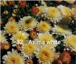 32 Axima White