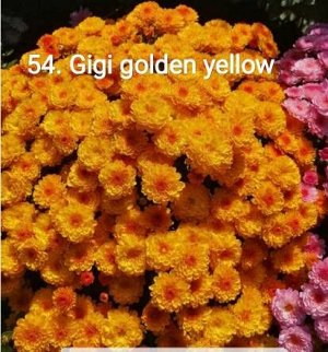 54 Gigi Golden Yellow