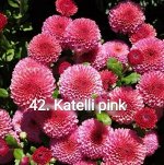 42 Katelli Pink