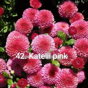 42 Katelli Pink