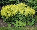+Манжетка mollis Robustica