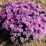 +Астра dumosus Rosenwichtel
