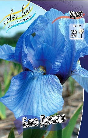 Ирис карликовый БЛЮ ДЕНИМ ( BLUE DENIM) многолетник I