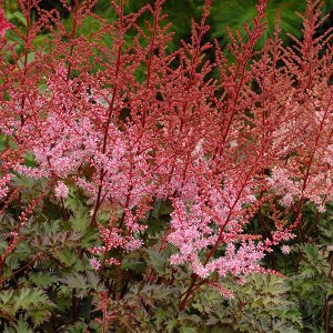 Астильба Astilbe Hybrid Delft Lace