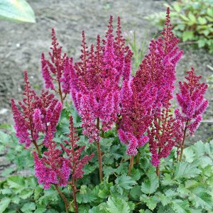 Астильба Astilbe Hybrid Purple Rain
