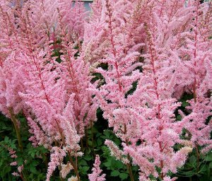 Астильба Astilbe Mighty serie Mighty Pip