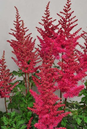 Астильба Astilbe Mighty serie Mighty Red Quin