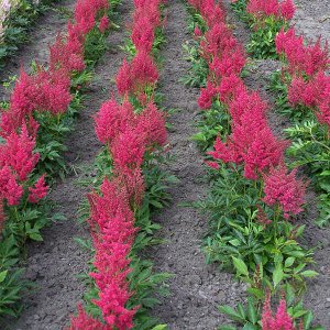 Астильба Astilbe Short n' Sweet serie Fireberry