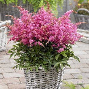 Астильба Astilbe Short n' Sweet serie Raspberry