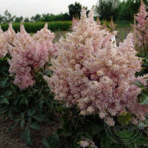 Астильба Astilbe Short n' Sweet serie Sugarberry