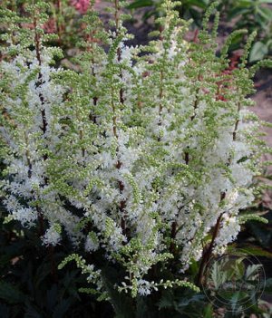 Астильба Astilbe Short n' Sweet serie Whiteberry