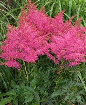 Астильба Astilbe Younique serie Younique Cerise