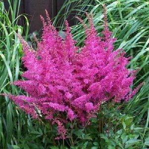 Астильба Astilbe Younique serie Younique Lilac