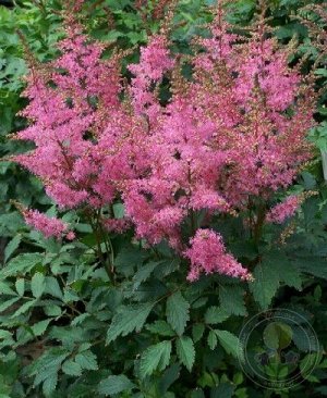 Астильба Astilbe Younique serie Younique Pink