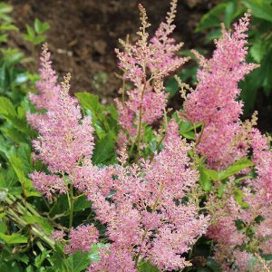 Астильба Astilbe Day serie Lovely Day