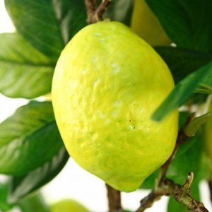 Декоративное дерево "Лимон" h60см в горшке д19,5см h17см (Китай)