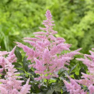 Астильба Astilbe Music serie Country and Western