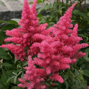 Астильба Astilbe Music serie Drum and Bass