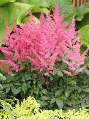 Астильба Astilbe Music serie Jump and Jive