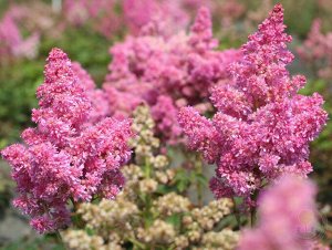 Астильба Astilbe Music serie Rhytm and Blues