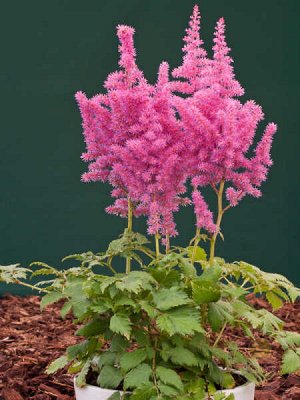Астильба Astilbe Vision serie Little Vision in Pink
