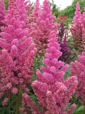 Астильба Astilbe Vision serie Vision in Pink