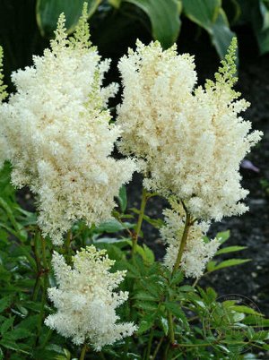 Астильба Astilbe Vision serie Vision in White
