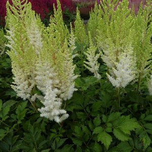 Астильба Astilbe Youandme serie Youandme Together