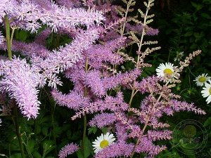 Astilbe arendsii Amethyst