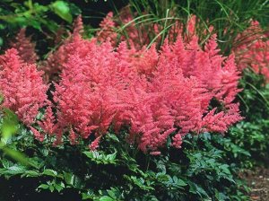 Astilbe arendsii Anita Pfeifer